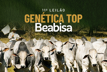 11º LEILÃO GENÉTICA TOP BEABISA